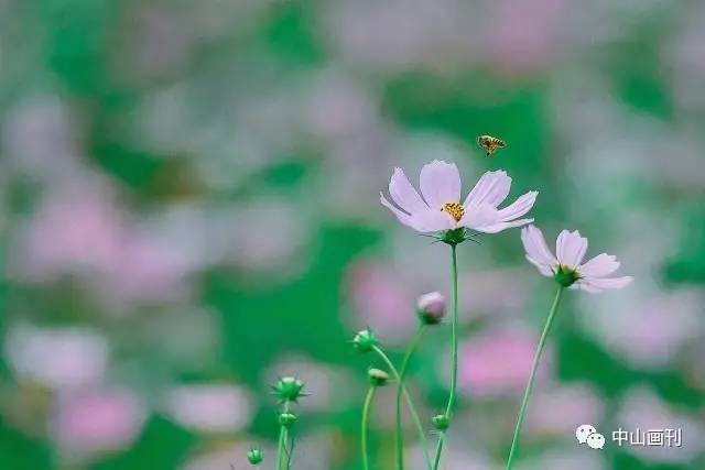 幸福花的绽放与追寻